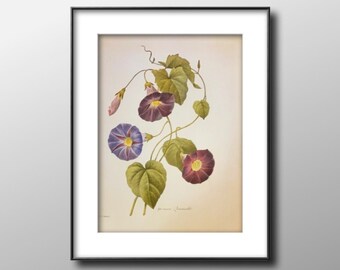 Morning Glory, Vintage 1987 Redoute Botanical Print