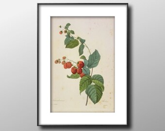 Raspberries, Vintage 1987 Redoute Botanical Print