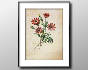 Anemone, Vintage 1987 Redoute Botanical Print