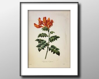 Cape Honeysuckle, Vintage 1987 Redoute Botanical Print