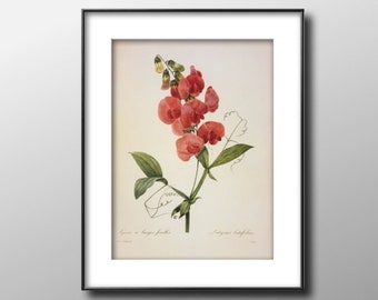 Sweet Pea, Everlasting Pea, Vintage 1987 Redoute Botanical Print