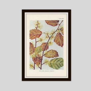 May include: A vintage botanical illustration of Witch Hazel, also known as Hamamelis Virginiana, with yellow flowers and brown and green leaves. The illustration is on a white background with the text "PLATE LXXXX" and "WITCH HAZEL - Hamamelis Virginiana" at the top and bottom of the image.