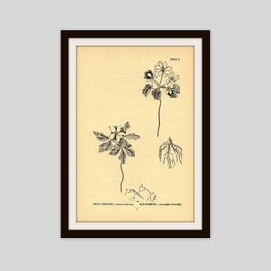Antique Botanical Print, 5&quot; x 7.75&quot;, Aged Black and White Flower Illustration, Cottage Decor, Wood Anemone, Wildflower, Original Print (5)