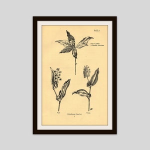 Antique Botanical Print, 5&quot; x 7.75&quot;, Aged Black and White Flower Illustration, Cottage Decor, Star Flower, Wildflower, Original Print (7)