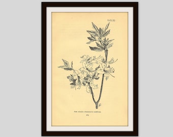 Antique Botanical Print, 5" x 7.75", Aged Black and White Flower Illustration, Cottage Decor, Pink Azalea, Wildflower, Original Print (209)