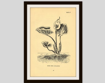 Rustic Flower Print, Wildflower Art, Antique Botanical Illustration, Neutral Color Decor, 5 x 7.75", Vintage Wall Art, Calla Water Arum (41)