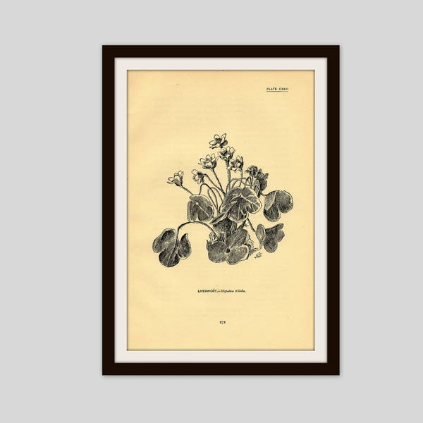 Antique Flower Print, 5" x 7.75", Botanical Illustration, Vintage Wall Art, Floral, Cottage Decor, Wildflower, Gardener, Liverwort (271)