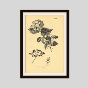 Antique Botanical Illustration, Flower Print, 5" x 7.75", Vintage Wall Art, Floral Art, Cottage Decor, Wildflower Print, Arrowwood (29)