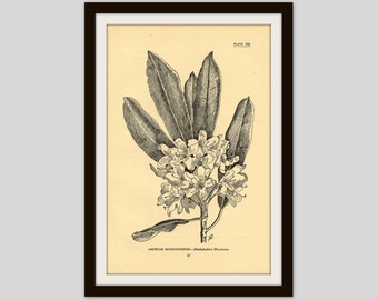 Antique Flower Print, 5" x 7.75", Botanical Illustration, Vintage Wall Art, Cottage Decor, Wildflower, Gardener Gift, Rhododendron (47)