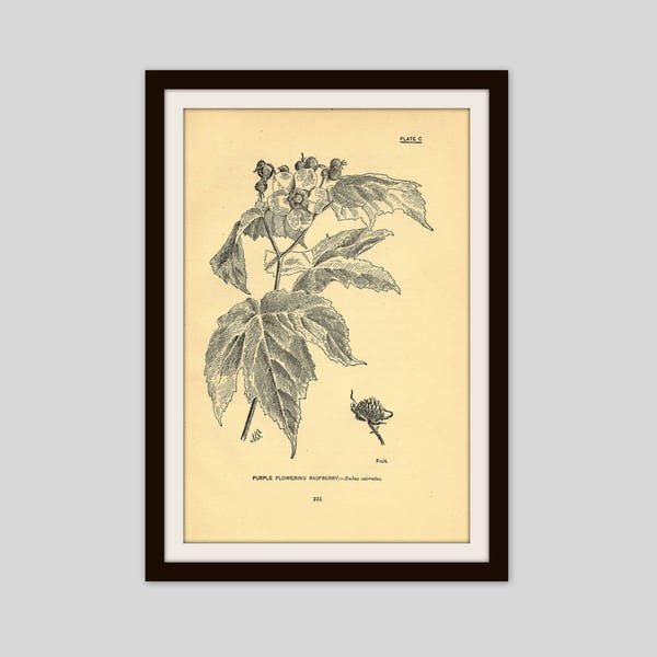 Antique Botanical Print, 5" x 7.75", Aged Black and White Flower Illustration, Cottage Decor, Purple Flowering Raspberry, Wildflower (221)