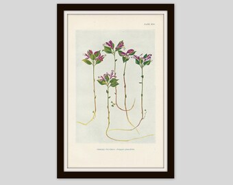 Antique Fringed Polygala Print: Victorian Botanical Lithograph