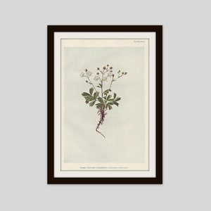 May include: A vintage botanical illustration of a Three-Toothed Cinquefoil plant with white flowers and green leaves. The illustration is labeled "PLATE XXX" and "THREE-TOOTHED CINQUEFOIL - Potentilla tridentata."