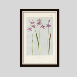 May include: A vintage botanical illustration of a pink orchid, Caloglossum  puniculatum, with green leaves and stems. The illustration is labeled "Plate 4394".