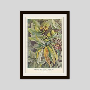 Puede incluir: Una impresión botánica enmarcada con una ilustración detallada de una oruga en una rama frondosa con nueces. La impresión incluye el texto "PLATE CXVI. MOCKER NUT. Hicoria alba."
