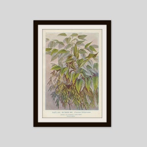 Biltmore Ash, Ash Tree Print, Antique Botanical Print, Tree Leaves Print, Botanical Illustration, Cottage Decor, Cabin Decor (ERT69)