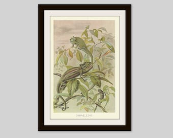 May include: A vintage illustration depicting two green chameleons perched on branches within a leafy tree. The image is titled "Chameleons" and has a faded, antique appearance.