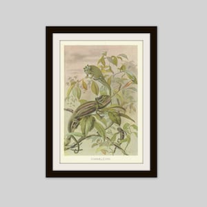 Antique Chameleon Print: 1905 Reptile Illustration, Traditional Wall Art