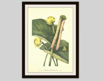 Yellow Pond Lily, Cow Lily, 1953 Wildflower Print, Vintage Botanical, Mid Century Flower Print, Green and Yellow Flower, Flower Wall Art