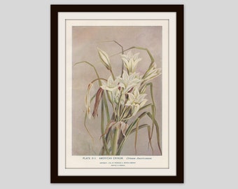 Swamp Lily Crinum, Antique Botanical Print, Cottage Decor, Wildflower illustration, Victorian Lithograph, Original Print, (ERW13)