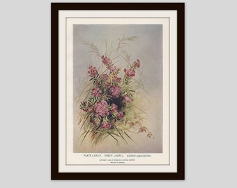 Sheep Laurel Antique Botanical Print Vintage Floral Wall Art Country Cottage Decor Woodland Wildflower Art Victorian Illustration, (ERW84)