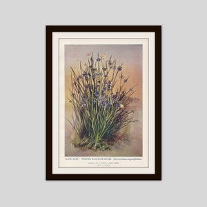Blue Eyed Grass Botanical Print: Antique Wildflower Illustration