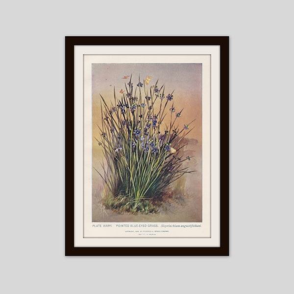 Blue Eyed Grass Botanical Print Cottage Decor Wildflower Art Herbaceous Perennial Woodland Meadow Antique Illustration, (ERW36)