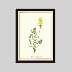 False Locoweed, 1953 Wildflower Print, Vintage Botanical Illustration, Bedroom Wall Art, Cottage Decor, Prairie Flower, Meadow Flower