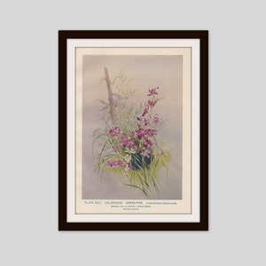 Calopogon Grass Pink Orchid Botanical Lithograph Cottage Decor Wildflower Illustration Antique Art Flower Print Botany Garden, (ERW23)