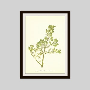 Mistletoe, Christmas Flower, Lovely Wildflower Print, 1953 Vintage Botanical Print, Farmhouse Flower Decor, Floral Wall Art, Cottage Decor