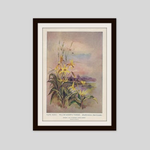 Yellow Adders Tongue Trout Lily Botanical Print Cottage Decor Wildflower Art Perennial Woodland Nature Antique Illustration, (ERW37)