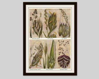 1952 Grass Print: Vintage Botanical Wall Art