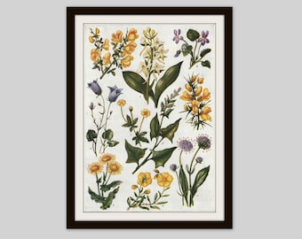 1952 Wildflower Print: Double Sided Botanical Illustration