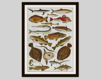 1945 Vintage Fish Print: Marine Life Ocean Animal Illustration