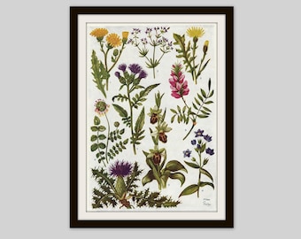 1952 Wildflower Print: Vintage Botanical Illustration