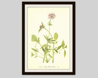 Valerian Print, 1953 Wildflower Print, Botanical Illustration, Pink Flower Print,  Color Book Plate, Herbal Tea, Medicinal Plant