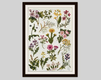 1952 Wildflower Print: Double Sided Botanical Illustration