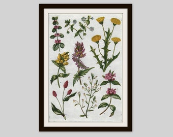 1945 Flower Illustration, Original Vintage Print, Botanical Cottage Decor, Bedroom Wall Art, Snapdragon Nettle Thistle Chamomile