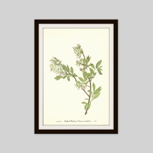 Northern Highbush Blueberry Print, 1953 Wildflower Print, Vintage Botanical Illustration, Bedroom Wall Art, Kitchen Wall Art, Fruit Print
