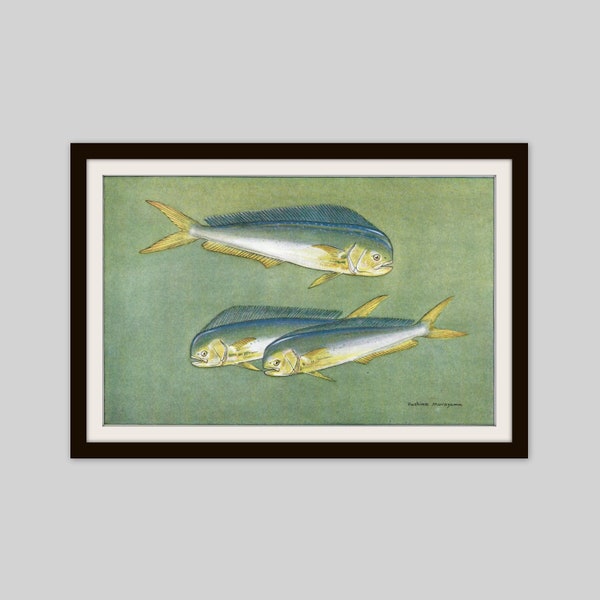 1924 Fish Print, Common Dolphinfish, Mahi-Mahi, Spanish Mackerel, Kingfish, Double Sided Original Print, Beach House Decor, Farmhouse Art