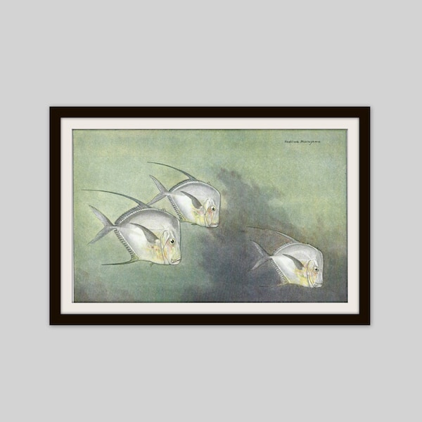 1924 Fish Print, Moon Fish, Margate Fish, Double Sided Original Print, Beach House Decor, Farmhouse Art, Aquarium Fish, Lake House Decor