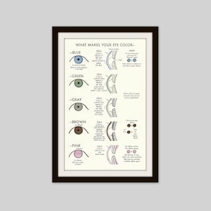 May include: A framed print titled "WHAT MAKES YOUR EYE COLOR" with a black frame. The print features diagrams and text explaining the science behind eye color, including blue, green, gray, brown/black, and pink eyes. The print is on a light cream background.