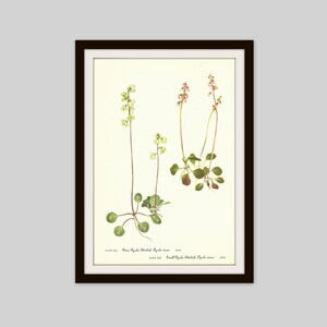 Shinleaf Print, Pyrola, Wintergreen, 1953 Wildflower Print, Vintage Botanical Illustration, Bedroom Wall Art, Medicinal Plant