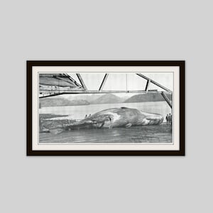 1912 Sperm Whale Print, Whaling in Canada, Whaling Industry, Vancouver Island Canada, Original Black and White Photo Print