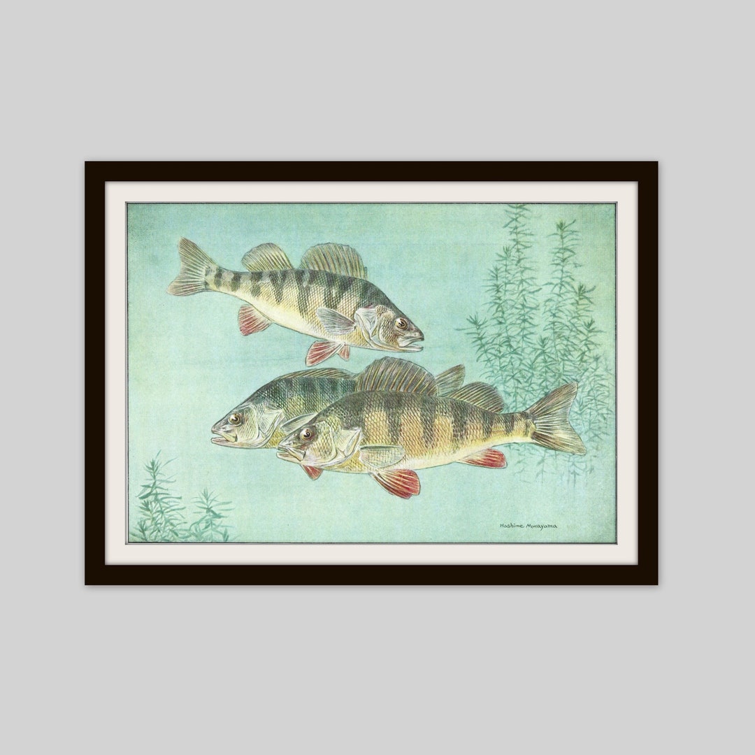 1924 Fish Print: Yellow Perch & Freshwater Drum, Double Sided - Etsy