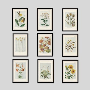 Any 3 Botanical Prints, Set of 3, Antique Botanical, Botanical Print Set, Set of Prints, Cottage Decor, Victorian, Lithograph, Wildflower image 5