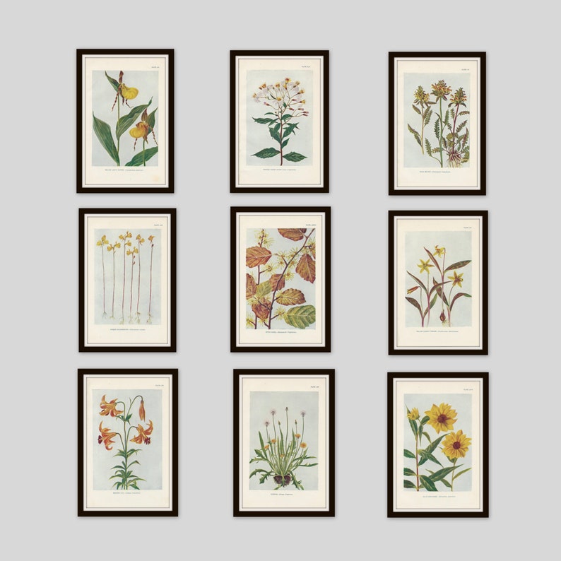 Any 3 Botanical Prints, Set of 3, Antique Botanical, Botanical Print Set, Set of Prints, Cottage Decor, Victorian, Lithograph, Wildflower image 5