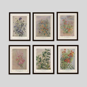 Any 3 Botanical Prints, Set of 3, Antique Botanical, Botanical Print Set, Set of Prints, Cottage Decor, Victorian, Lithograph, Wildflower image 9