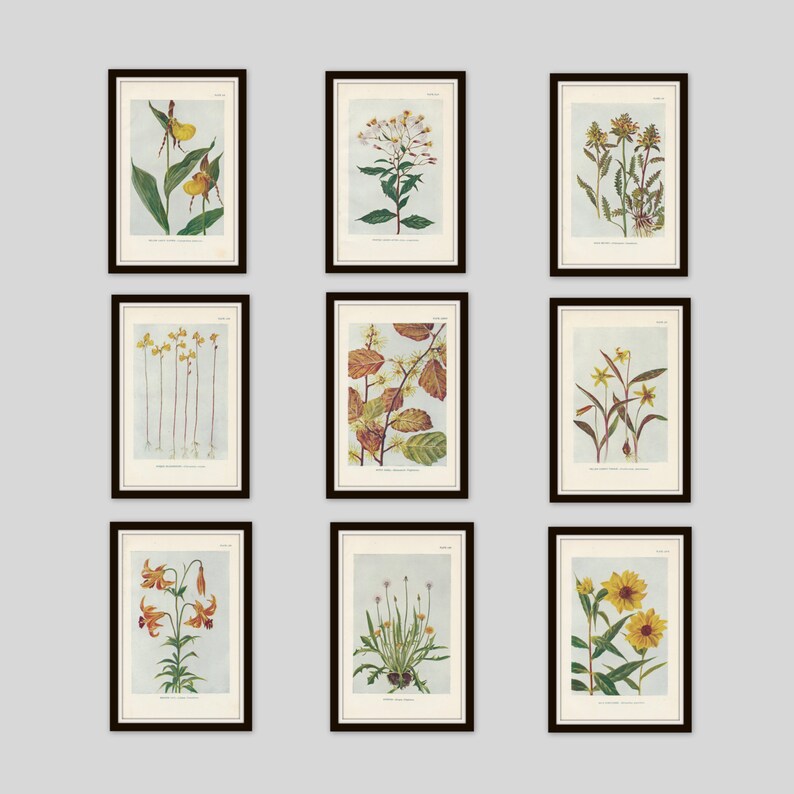 May include: Nine framed botanical prints featuring various flowers and plants. The prints are in black frames with a white mat and are arranged in a grid pattern.