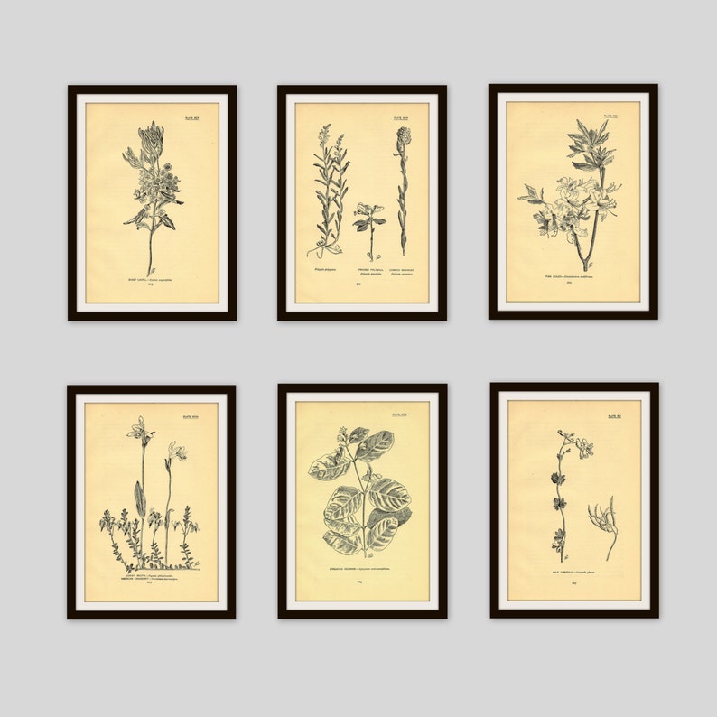 Antique Botanical Illustration, Beige, Neutral Color Decor, Wildflower Art, Rustic Flower Print, 5 x 7.75, Vintage Wall Art, Dogwood 31 image 5