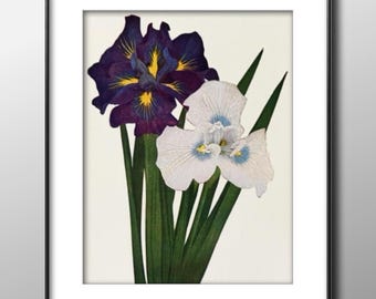 Original 1933 Purple & Yellow Irises Illustration – Vintage Botanical Print